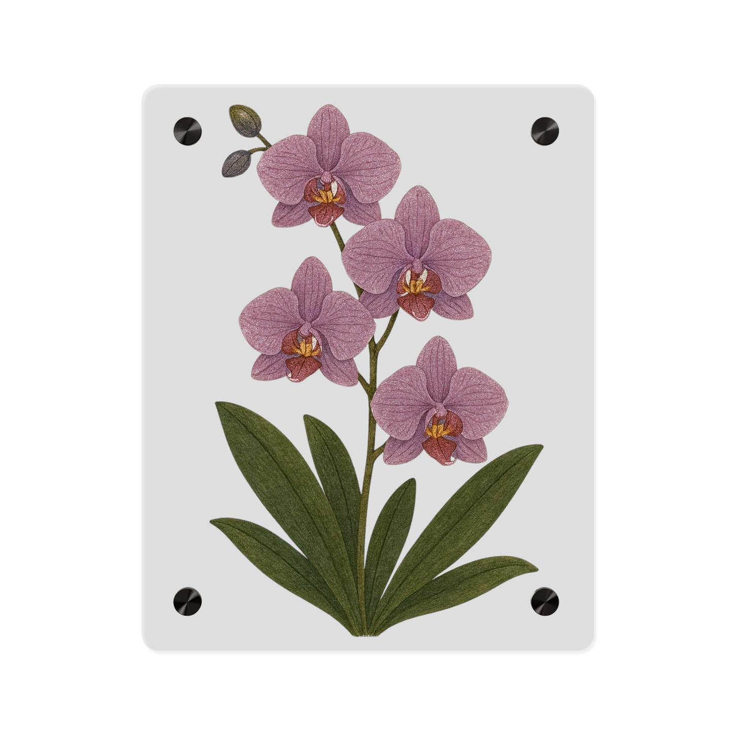 Pink Orchid Illustration Acrylic Wall Art Panel | Botanical Decor