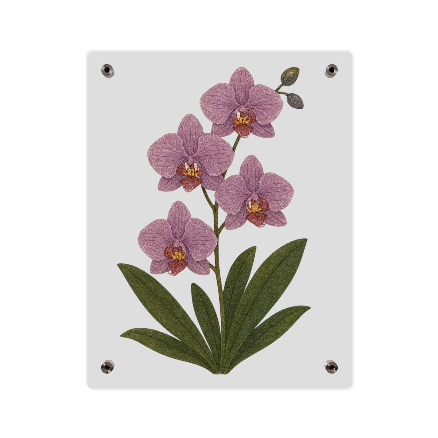 Pink Orchid Illustration Acrylic Wall Art Panel | Botanical Decor