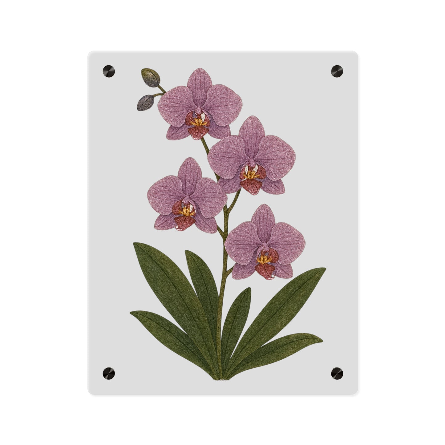 Pink Orchid Illustration Acrylic Wall Art Panel | Botanical Decor